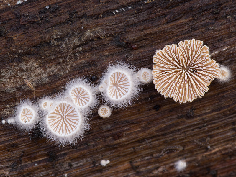 Schizophyllum commune